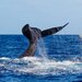 Whale Fall